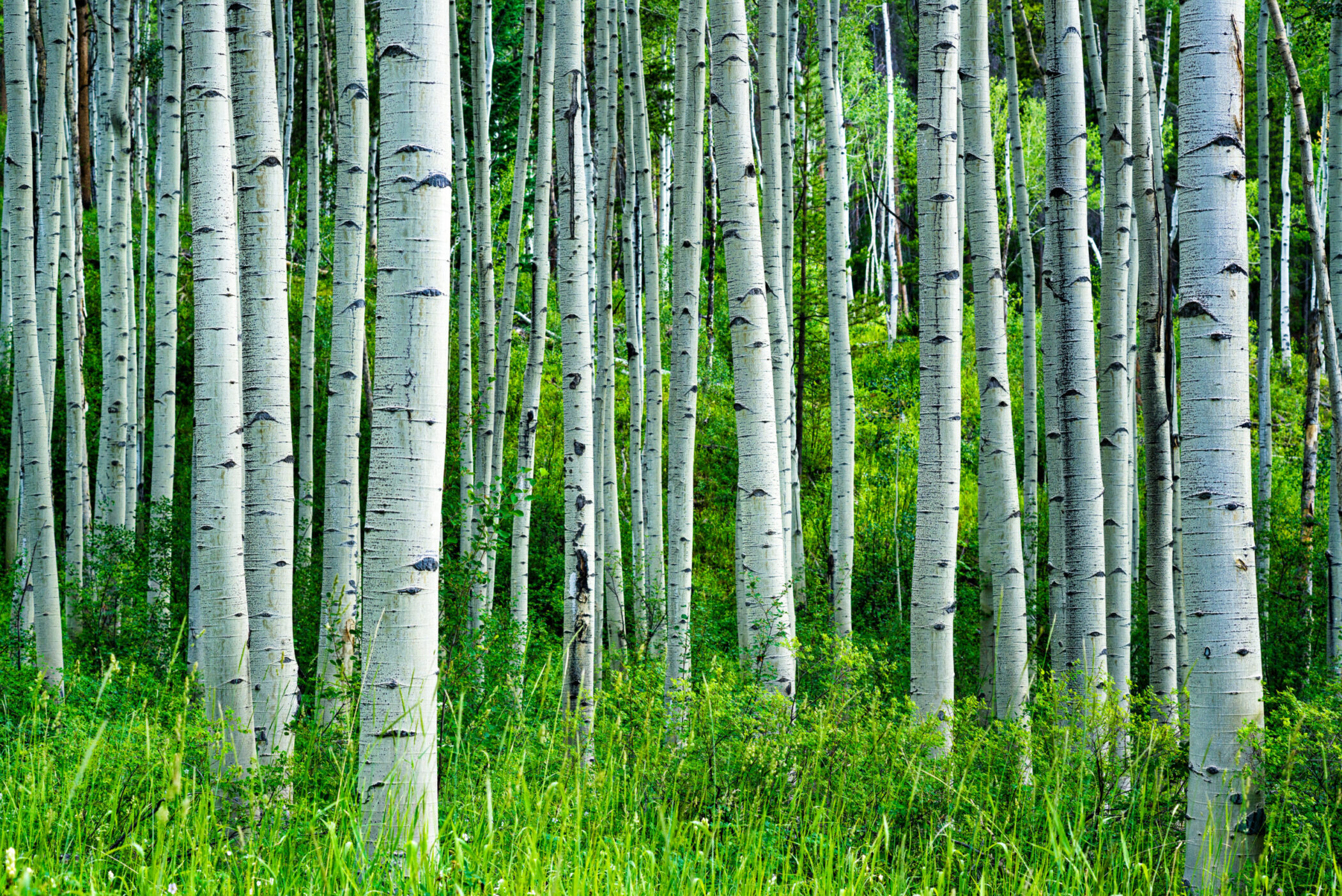 Aspen Tree Trunks